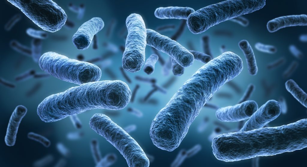 Legionella disease Pneumophila